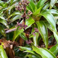 Hedyotis gardneri Thwaites